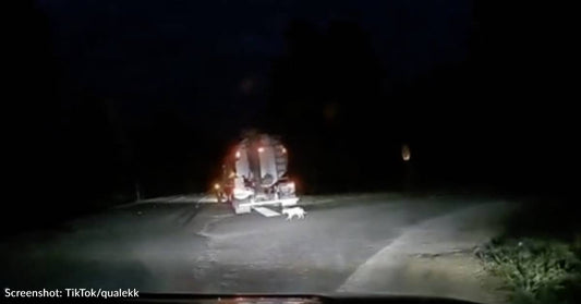 Man Witnesses Truck Driver Dumping Dog On Road Late At Night And Stops To Rescue Her