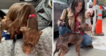Extremely thin brown rescue dog stands in a car on a blanket, then beside a smiling woman on a city sidewalk after rescue.