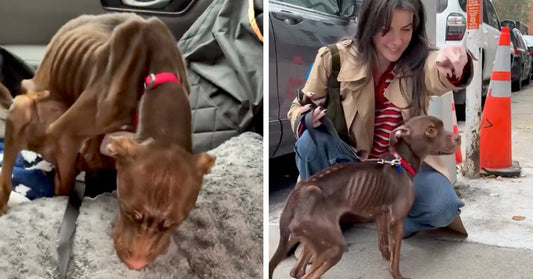 Extremely thin brown rescue dog stands in a car on a blanket, then beside a smiling woman on a city sidewalk after rescue.