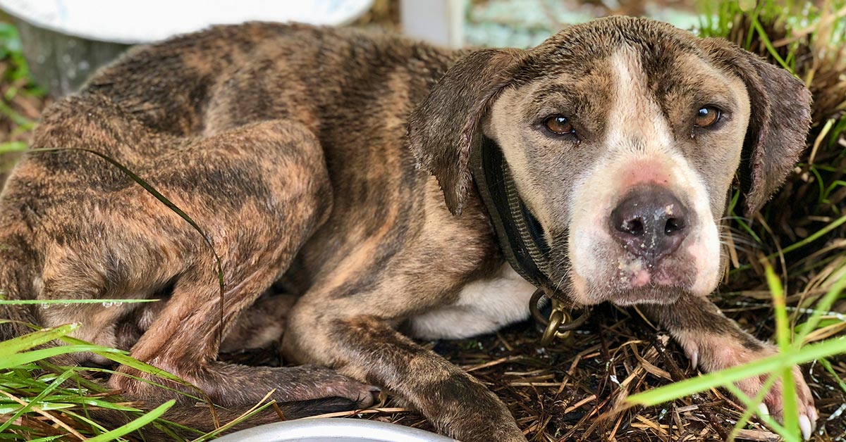 Rescue Leader Faces Dozens Of Cruelty Charges After Nearly 100 Animals ...