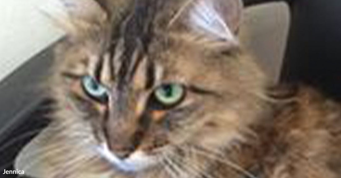 A close-up of a long-haired tabby cat with green eyes sitting inside a vehicle, looking off to the side.