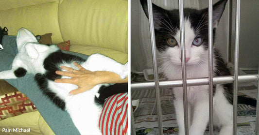 Split image showing a relaxed black-and-white cat lying across a person’s lap on the left and the same cat inside a shelter cage on the right.