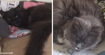 Split image of two cats resting: a black cat lying stretched out on a patterned blanket, and a gray long-haired cat curled up asleep on a soft surface.