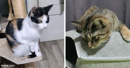 Split image showing a calico cat sitting on a cat tree beside a tabby cat draped over a gray cat bed.