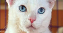 Close-up of a white cat with striking blue eyes and a pink nose looking directly at the camera.