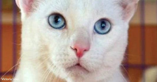 Close-up of a white cat with striking blue eyes and a pink nose looking directly at the camera.