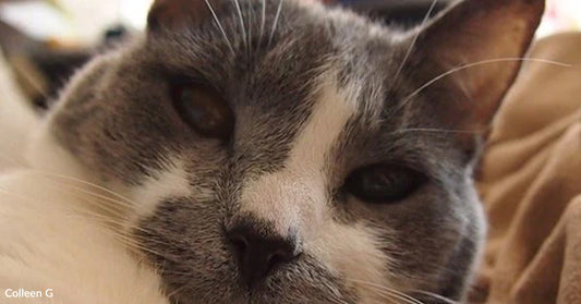 Lonely Winter Leads To A Shelter Cat Who Became My Everything