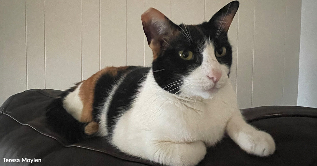 Close-up of a calico cat perched on a leather couch back, ears upright and eyes focused forward.