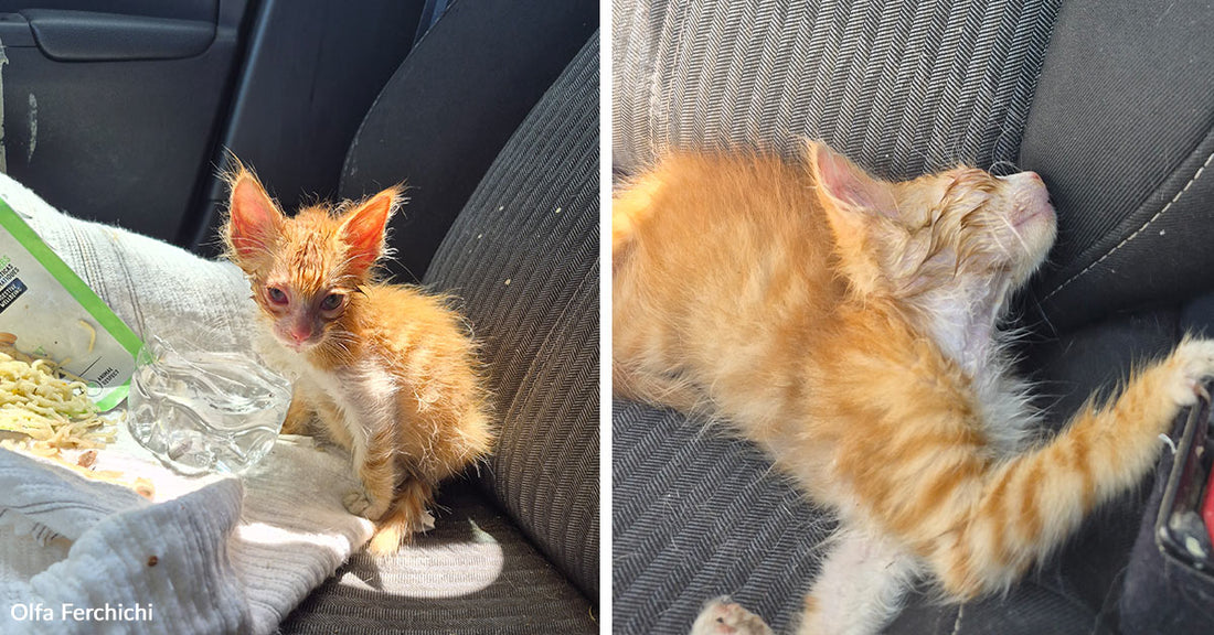 Very small orange kitten with wet fur sitting on a car seat beside a towel, open food package, and plastic bottle, looking weak but alert.