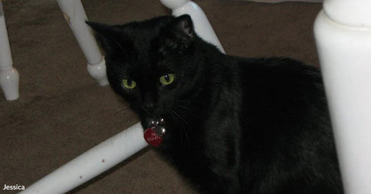 Black cat with bright green eyes crouched on a wood floor beneath a white chair, wearing a red heart-shaped tag.