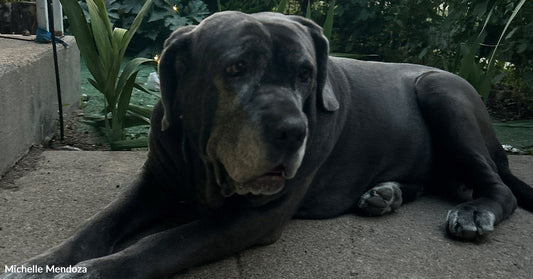 Gray dog wearing a pink leash sits on pavement beside a parked car, facing a bright sunset.