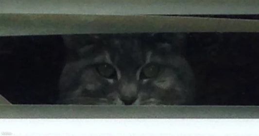 A tabby cat peers through a narrow gap in horizontal window blinds, its wide eyes and face visible in the dim light.