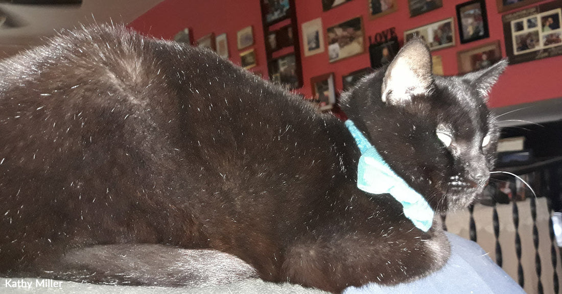 Black cat in a light blue bow tie lounging on the back of a couch indoors.