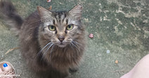 Brown tabby cat with green eyes sitting on a concrete patio, looking up at the camera between a person’s sandaled feet.