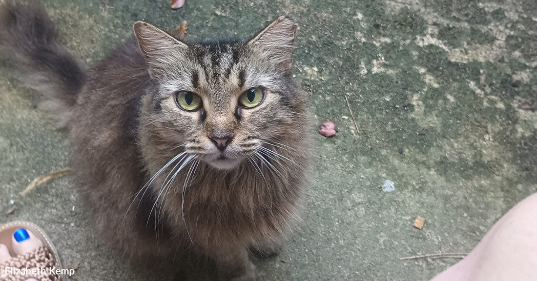 Brown tabby cat with green eyes sitting on a concrete patio, looking up at the camera between a person’s sandaled feet.