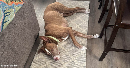 Brown-and-white dog stretched out asleep on a narrow rug between a couch and dining chairs inside a home.