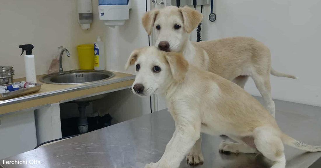 Two light-colored puppies stand on a veterinary exam table in a clinic room, looking alert toward the camera.