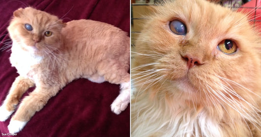 On the left, an orange tabby cat with heterochromia lies on a burgundy blanket; on the right, a close-up of the same cat's mismatched eyes and fluffy face.