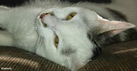 White and gray cat with yellow eyes lying on its side on a textured surface, gazing upward in a relaxed pose.