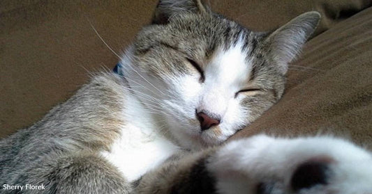 Woman Missing Her Cat Surprised By Other Cat with Almost Identical Name