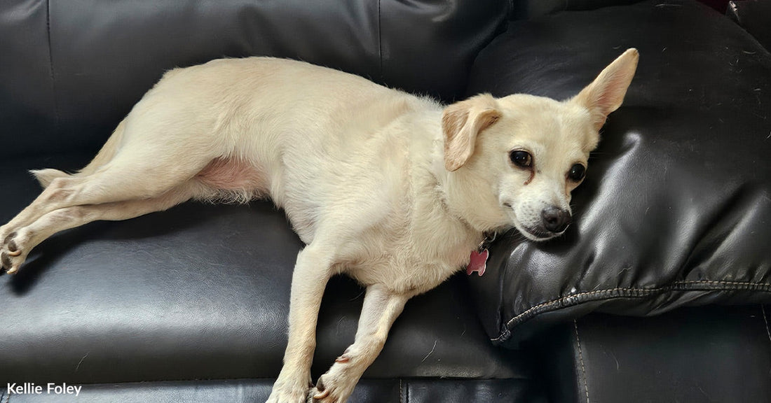 Small white dog lounging sideways on a black leather recliner, resting her head on the armrest.