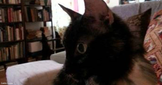 A dark tortoiseshell cat sits alert on the back of a couch in a cozy living room with a tall bookshelf visible in the background.