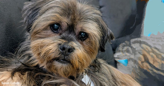 Close-up of a small shaggy brown-and-gray dog reclining on a couch, resting against a blanket and looking calmly toward the camera.