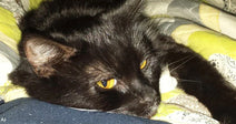 Black cat with bright amber eyes lying on a patterned blanket and looking off to the side.