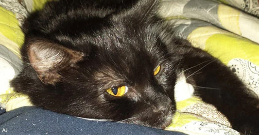 Black cat with bright amber eyes lying on a patterned blanket and looking off to the side.