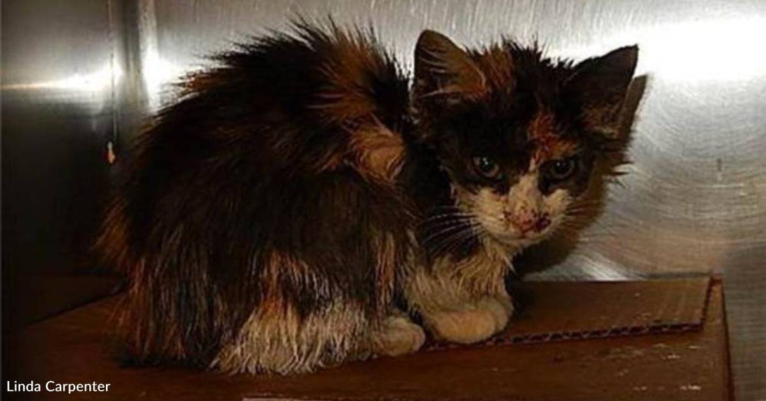 'They Weren't Sure She'd Make It': Sick Kitten Found Covered in Oil