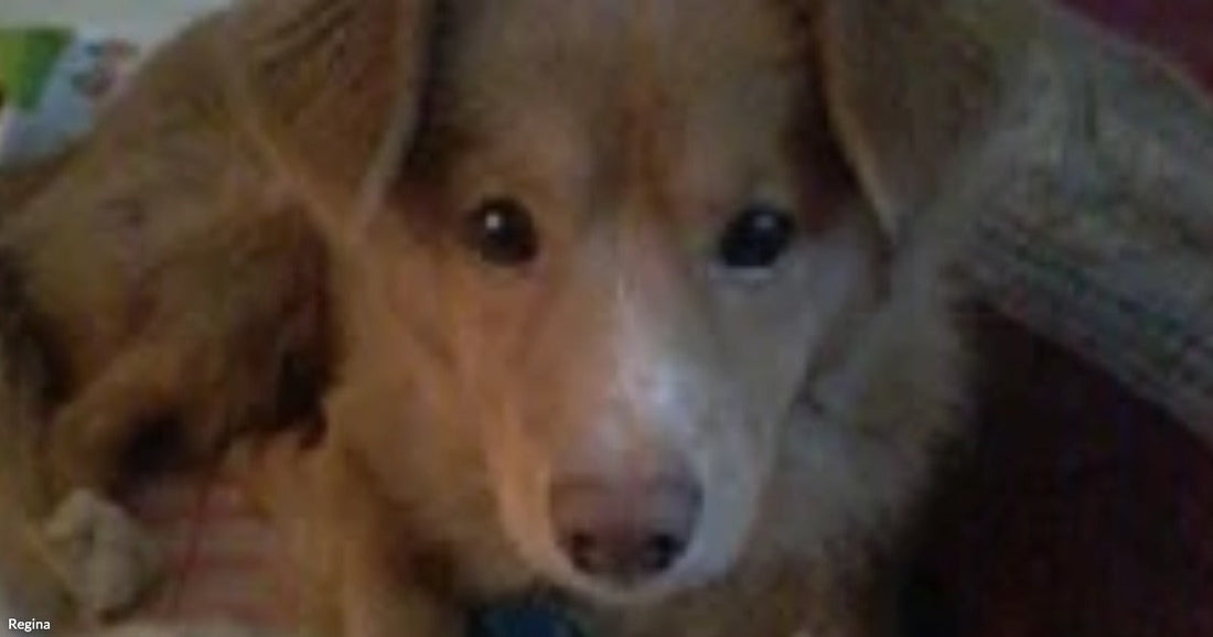 A Puppy Who Fit in One Hand Saved His Rescuer’s Life