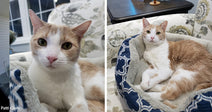 Split image of an orange-and-white cat in a close-up portrait and resting in a blue pet bed on a patterned chair.