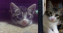 Two images of a tabby kitten: one peeking out from under furniture, the other lounging comfortably.