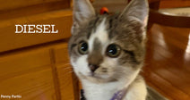 Gray and white kitten with wide eyes labeled “DIESEL,” sitting indoors near wooden cabinets.