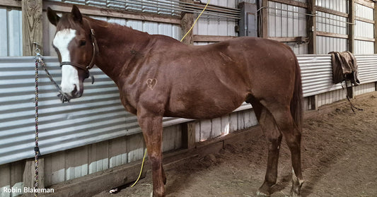 Chestnut horse tied inside a barn aisle, standing beside a metal wall with hay on the ground.