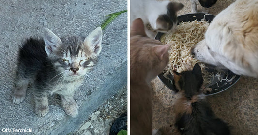 Split image showing the tiny gray tabby kitten standing on concrete beside a second image of several cats and kittens sharing food from a large dish.
