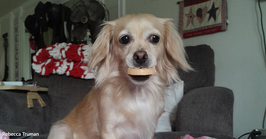 A Christmas Eve Rescue Slipped Away Until Fate Refused to Let Her Go