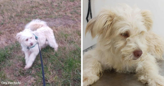 Rescuer Stops Alone At Night And Saves A Dog From Almost Certain Death