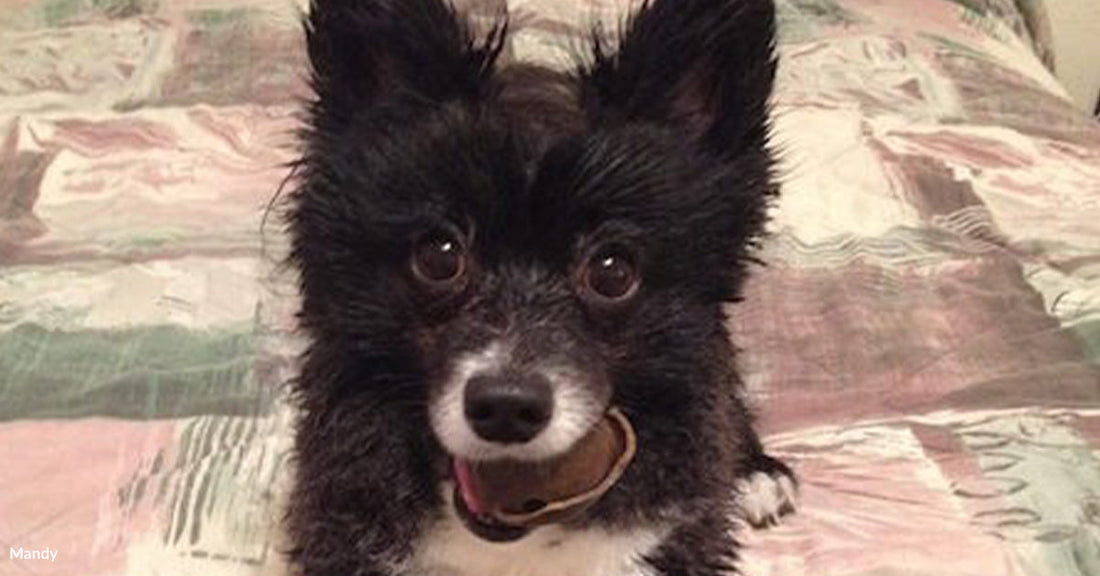 Black and white dog with a chew toy lying on a patterned bedspread.