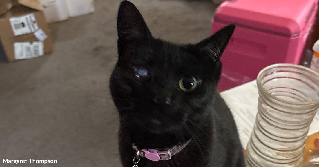 Close-up of a black cat with one cloudy eye and a pink collar sitting on a table indoors.