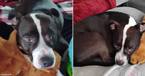 On the left, a black-and-white dog cuddles a brown stuffed animal on a bed; on the right, the same dog naps curled up on a gray dog bed.