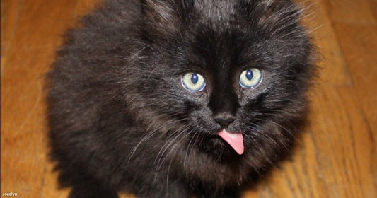 A fluffy black kitten with bright green eyes and its tongue sticking out sits on a hardwood floor looking up at the camera.