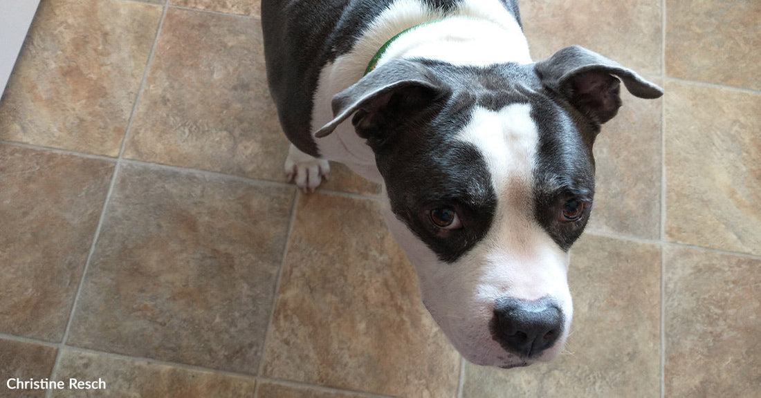 A gray-and-white dog stands on a tiled floor, looking up at the camera with a gentle, expectant expression.