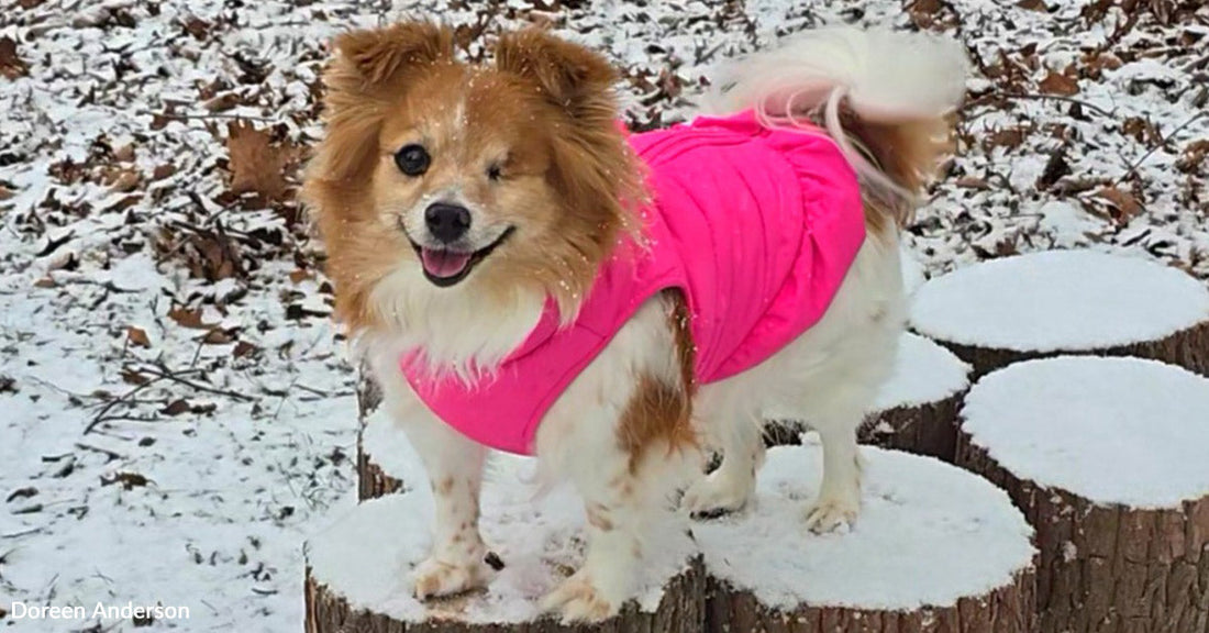 Small brown and white dog wearing a bright pink jacket standing on snow-covered tree stumps, smiling with one eye closed.