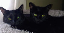 Two black cats with bright green eyes lying close together on a soft gray blanket.