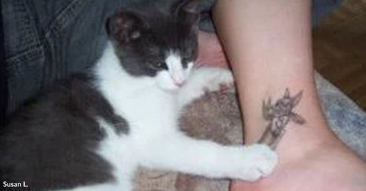 A gray and white cat cuddling a person’s leg.
