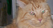 Tigger Saved His Human From Despair Then Warned His Family Of Danger
