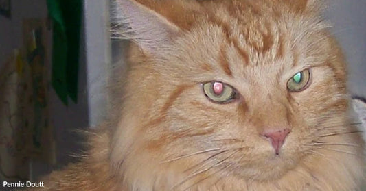 Tigger Saved His Human From Despair Then Warned His Family Of Danger