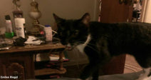 Black-and-white cat walking across a surface indoors near a cluttered wooden side table with household items and a lamp.