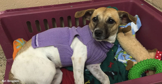 Small tan-and-white dog in a purple sweater lies in a crate bed surrounded by toys and colorful blankets.